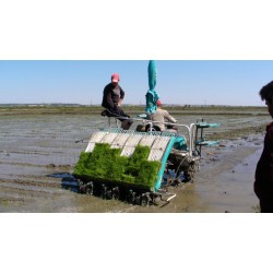 1-BIGDEL KUBOTA NSPU-68C 6 SIRALI ÇELTİK FİDE DİKİM MAKİNESİ